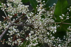 Olea dioica